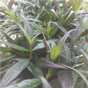 Strobilanthes 'Brunetthy'